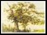 Connecticut's Charter Oak Tree